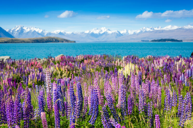 New Zealand Adventure